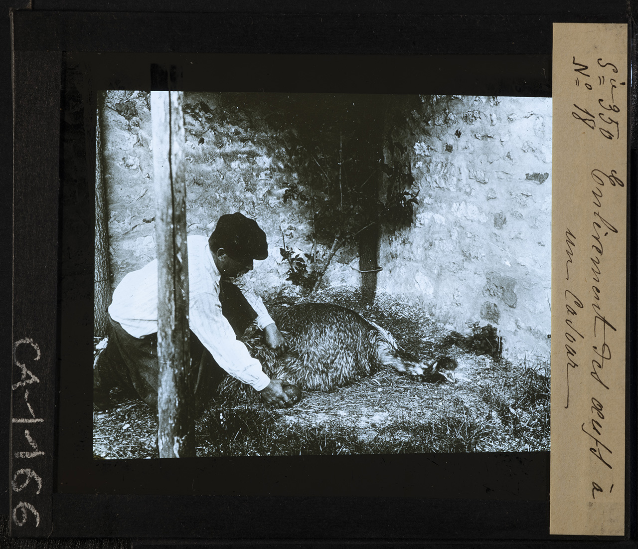 Animali - Uccelli - Casuari - Uova - Rimozione (positivo) di Anonimo (XIX-XX)