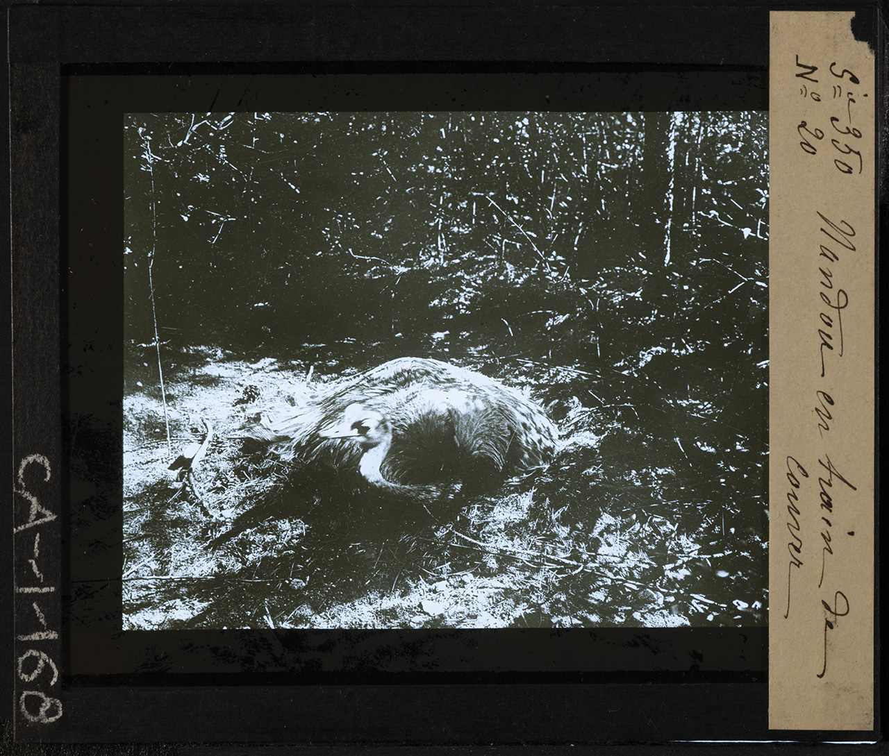 Animali - Uccelli - Nandù - Rhea americana (positivo) di Anonimo (XIX-XX)