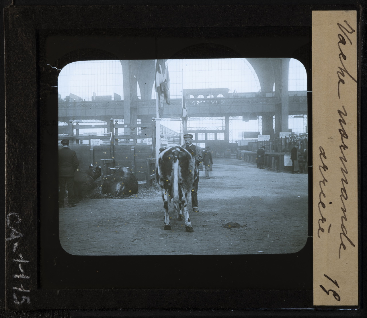 Allevamento - Bovini di razza Normanna - Vacche (positivo) di Anonimo (XIX)