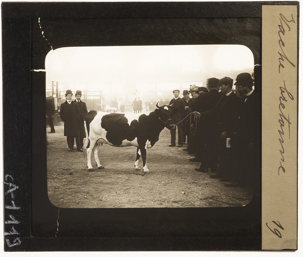 Allevamento - Bovini di razza Bretone Pezzata Nera - Vacche (positivo) di Anonimo (XIX)