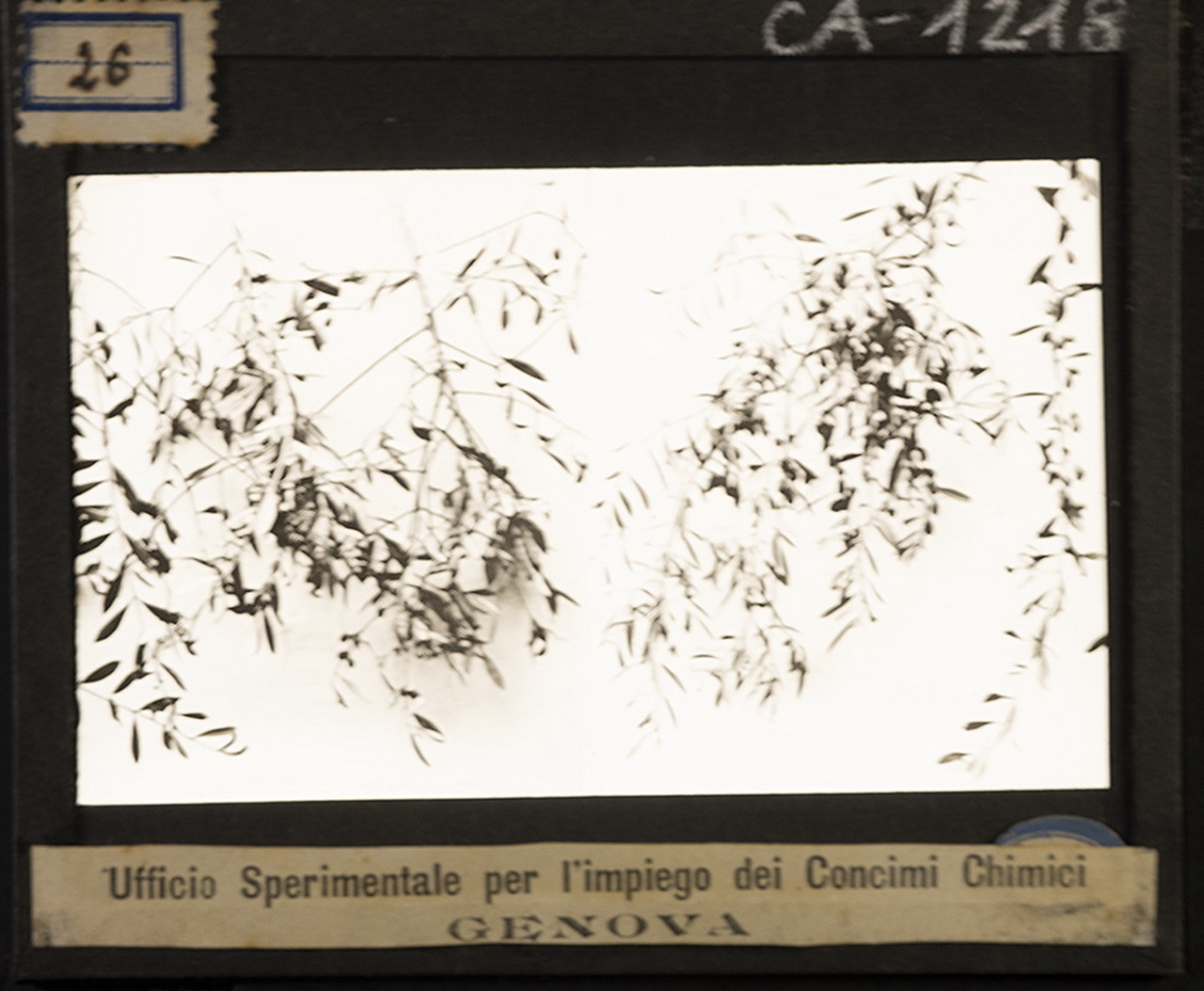 Concimazione - Concimi chimici - Scorie Thomas (positivo) di Anonimo (XX)
