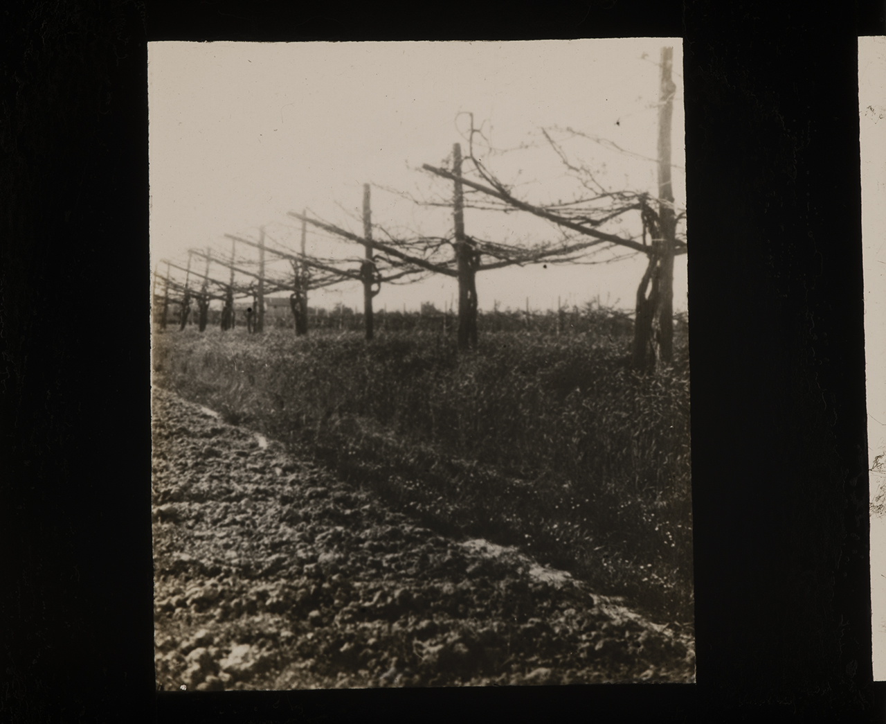 Viticoltura - Vigneti - Filari - Viti - Palificate (positivo) di Anonimo (XIX-XX)