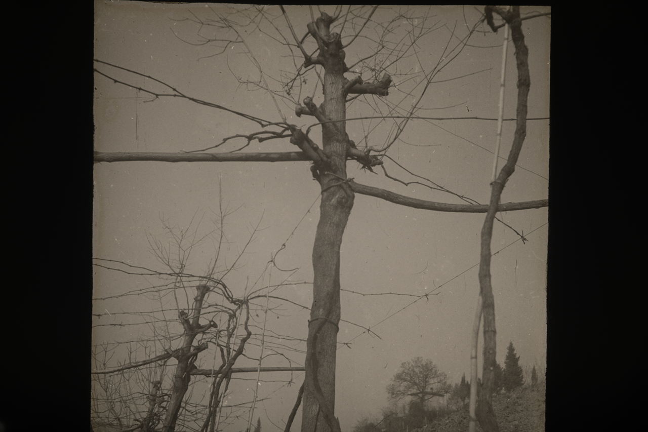 Viticoltura - Vigneti - Filari - Viti - Palificate (positivo) di Anonimo (XIX-XX)