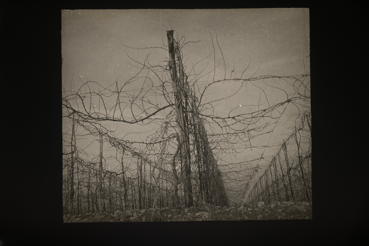 Viticoltura - Vigneti - Filari - Viti - Palificate (positivo) di Anonimo (XIX-XX)