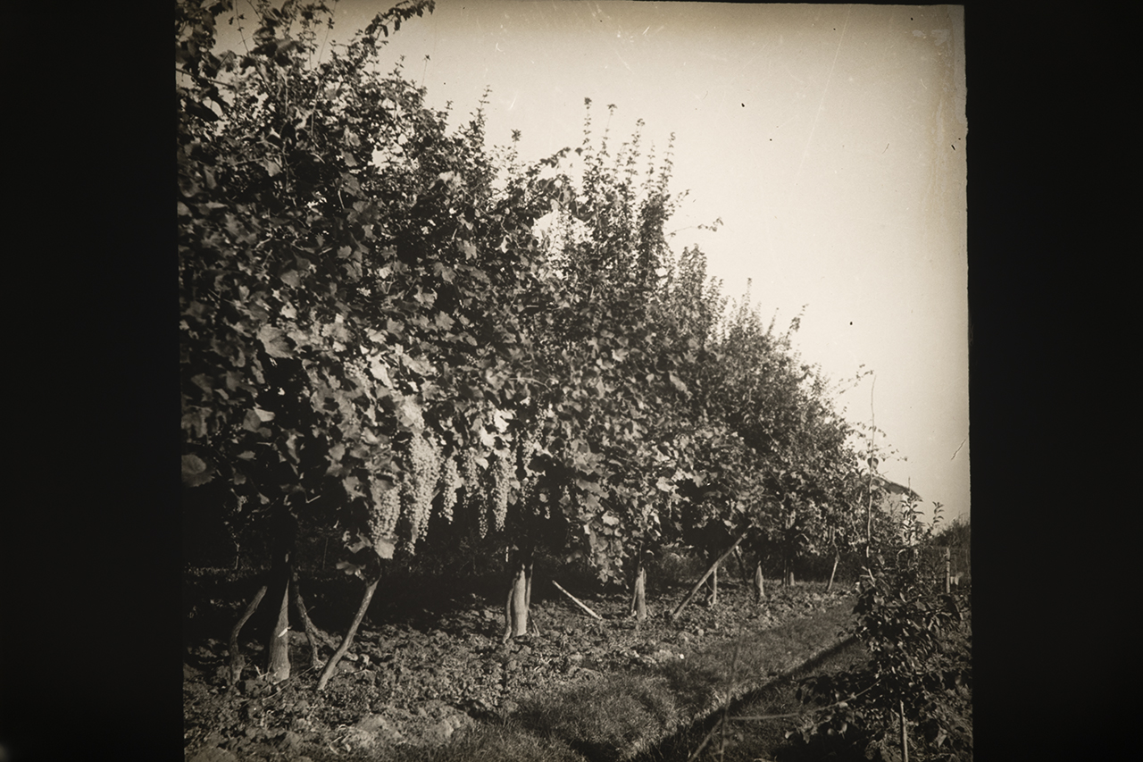 Viticoltura - Vigneti - Filari - Viti - Palificate (positivo) di Anonimo (XIX-XX)