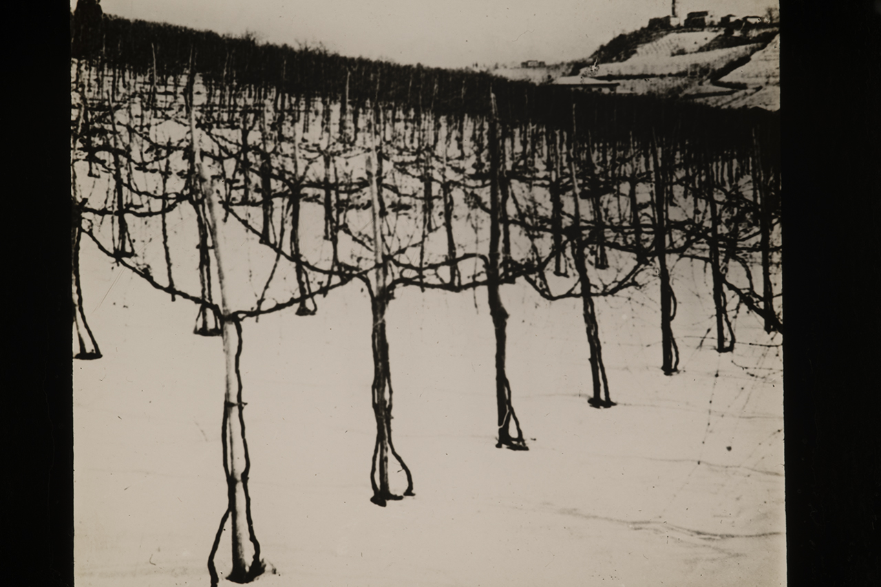 Viticoltura - Vigneti - Filari - Viti - Palificate (positivo) di Anonimo (XIX-XX)