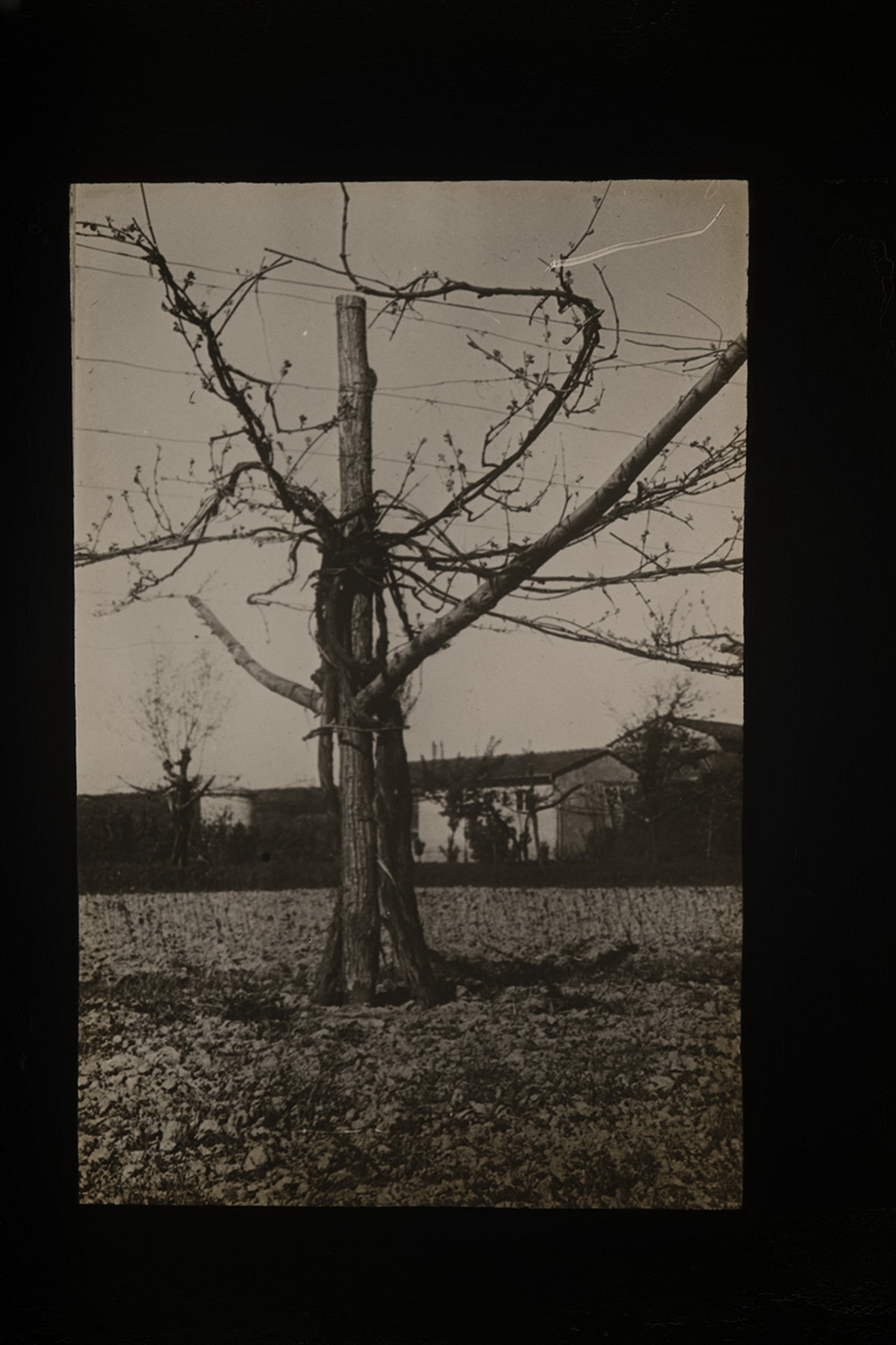 Viticoltura - Vigneti - Filari - Viti - Palificate (positivo) di Anonimo (XIX-XX)