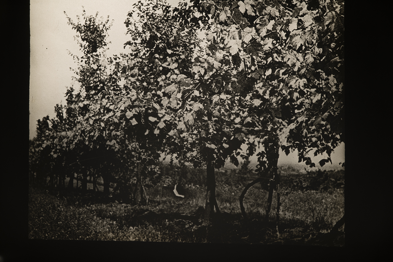 Viticoltura - Vigneti - Filari - Viti - Palificate (positivo) di Anonimo (XIX-XX)