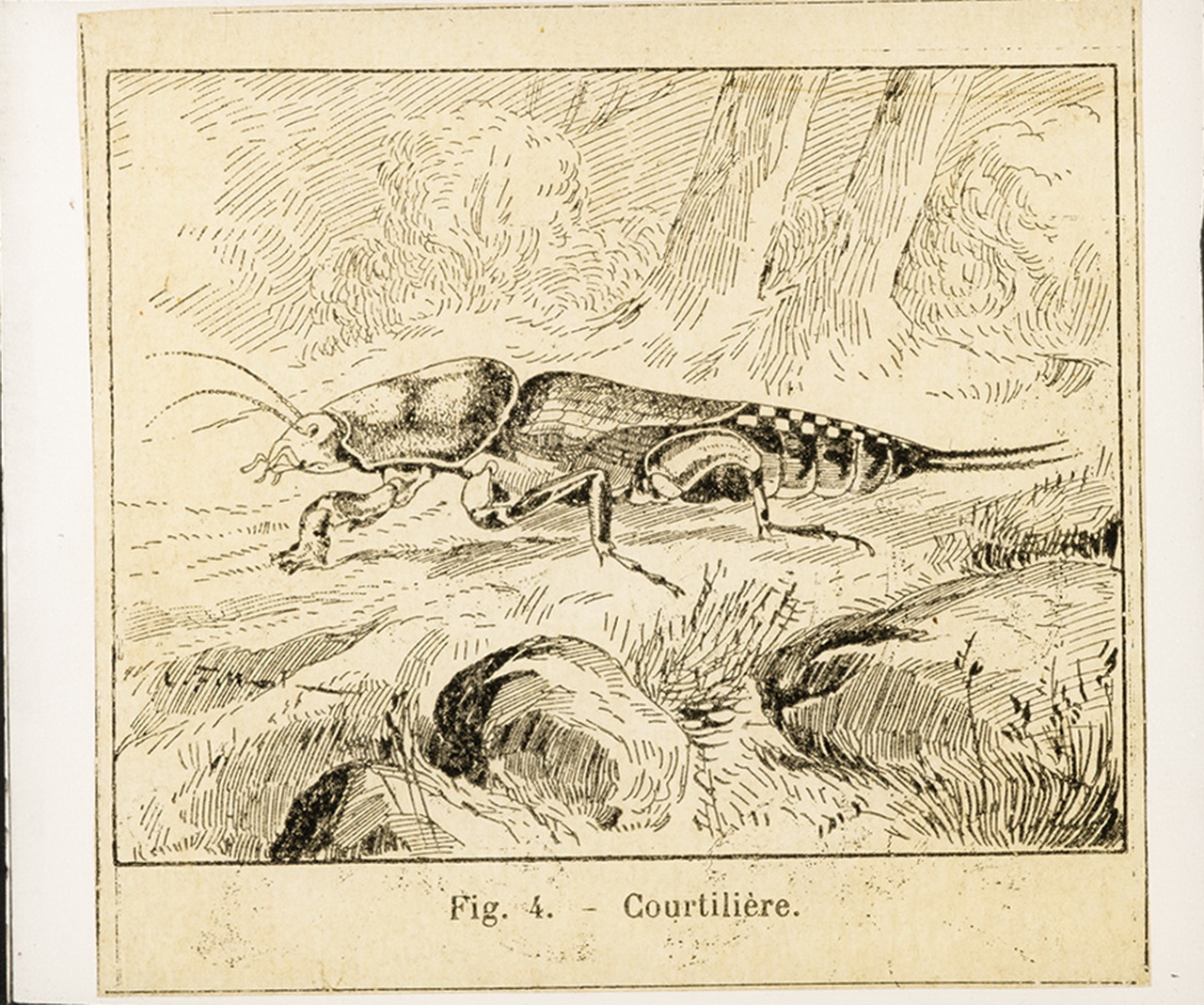 Cattedre ambulanti di agricoltura - Insegnamento - Tavole - Illustrazioni (positivo) di Anonimo (XIX-XX)