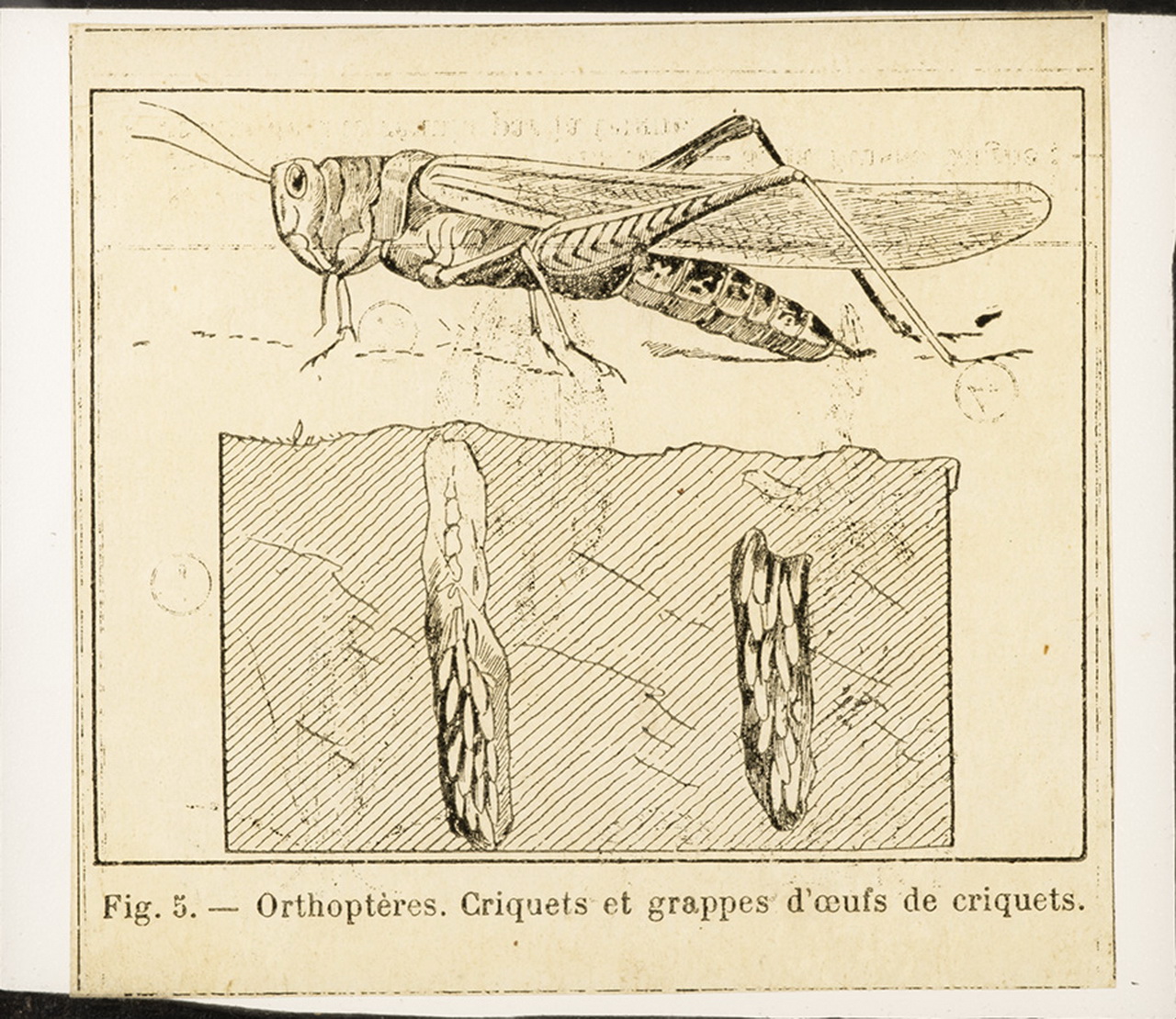 Cattedre ambulanti di agricoltura - Insegnamento - Tavole - Illustrazioni (positivo) di Anonimo (XIX-XX)