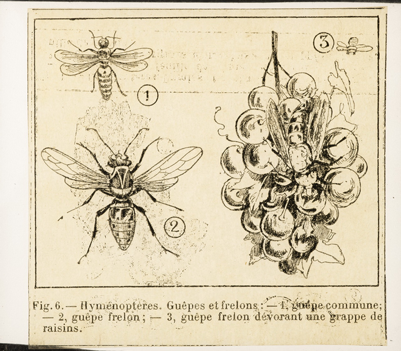 Cattedre ambulanti di agricoltura - Insegnamento - Tavole - Illustrazioni (positivo) di Anonimo (XIX-XX)