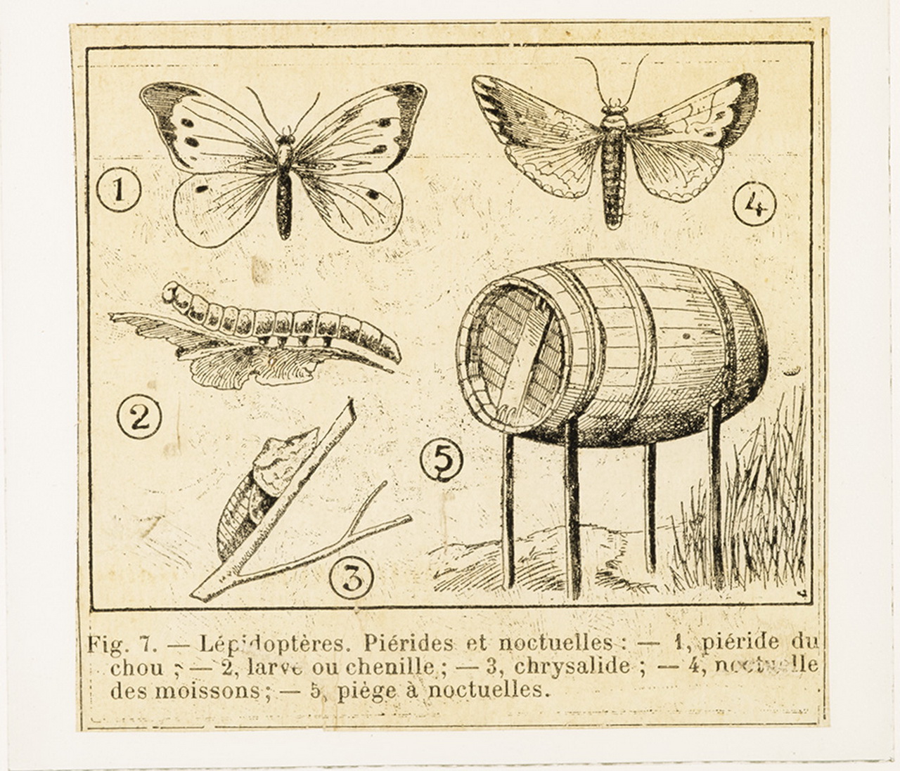 Cattedre ambulanti di agricoltura - Insegnamento - Tavole - Illustrazioni (positivo) di Anonimo (XIX-XX)