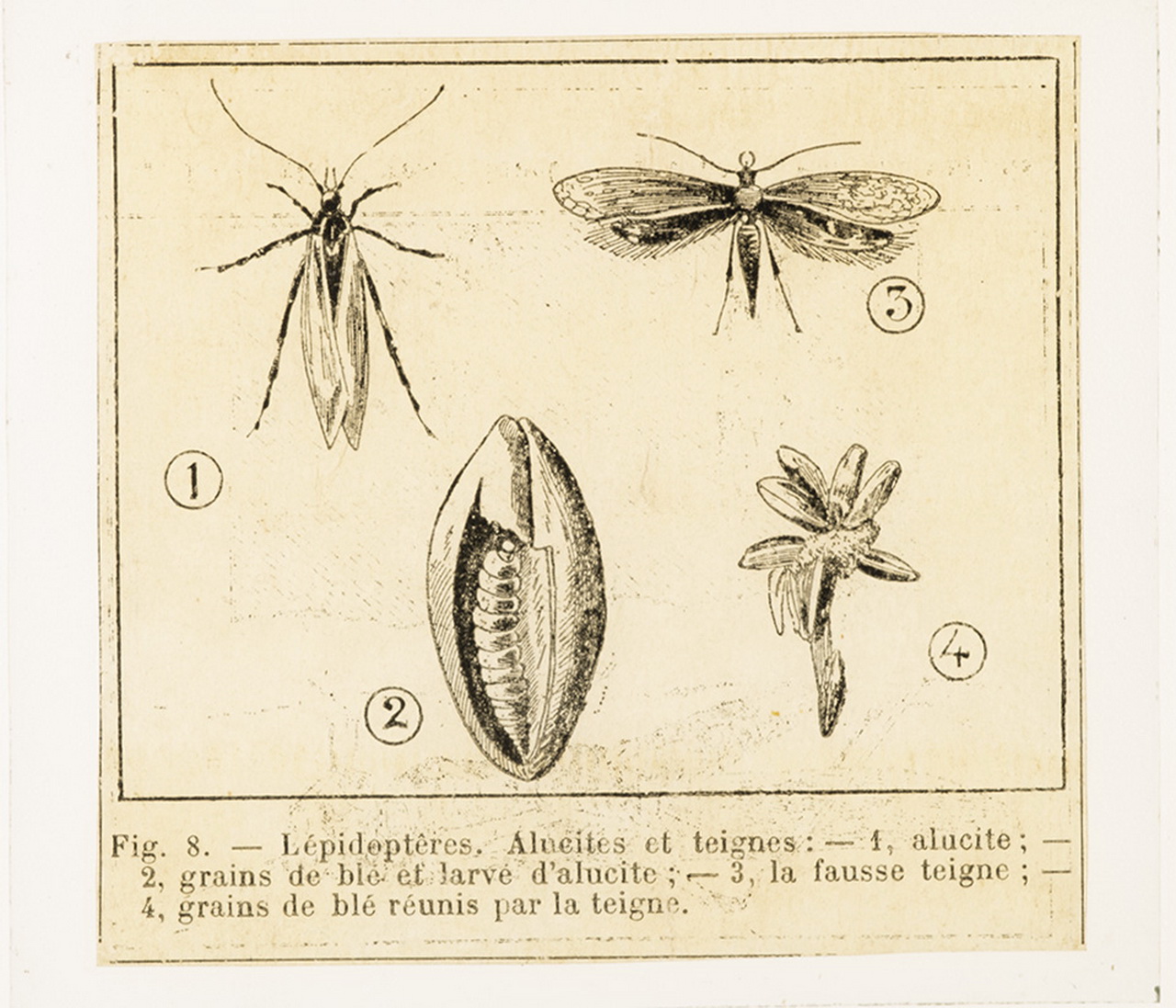 Cattedre ambulanti di agricoltura - Insegnamento - Tavole - Illustrazioni (positivo) di Anonimo (XIX-XX)