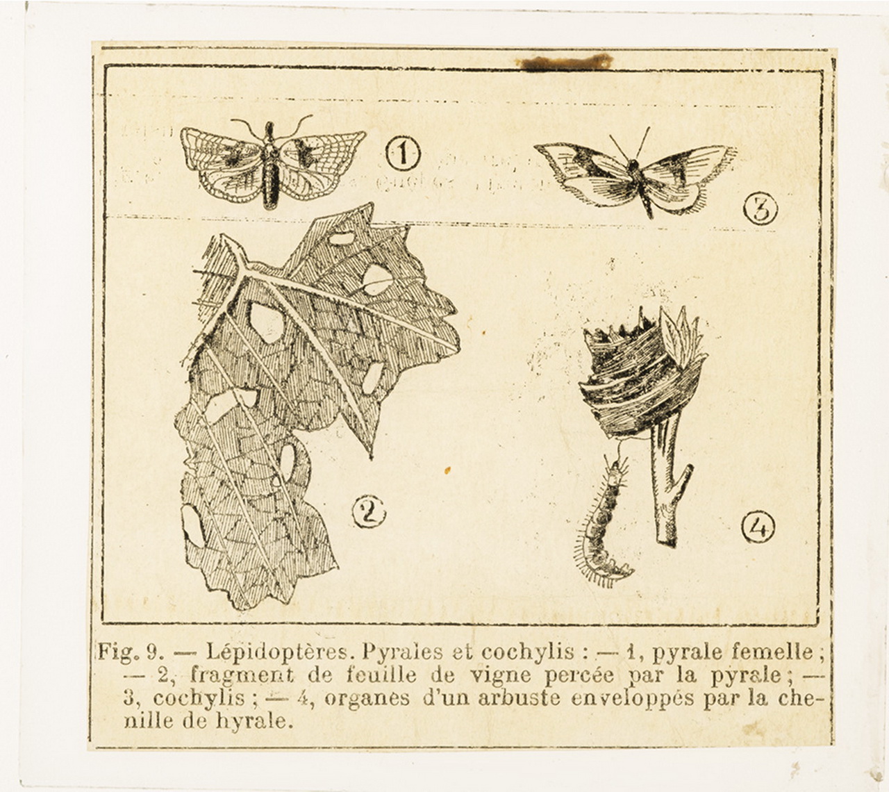 Cattedre ambulanti di agricoltura - Insegnamento - Tavole - Illustrazioni (positivo) di Anonimo (XIX-XX)