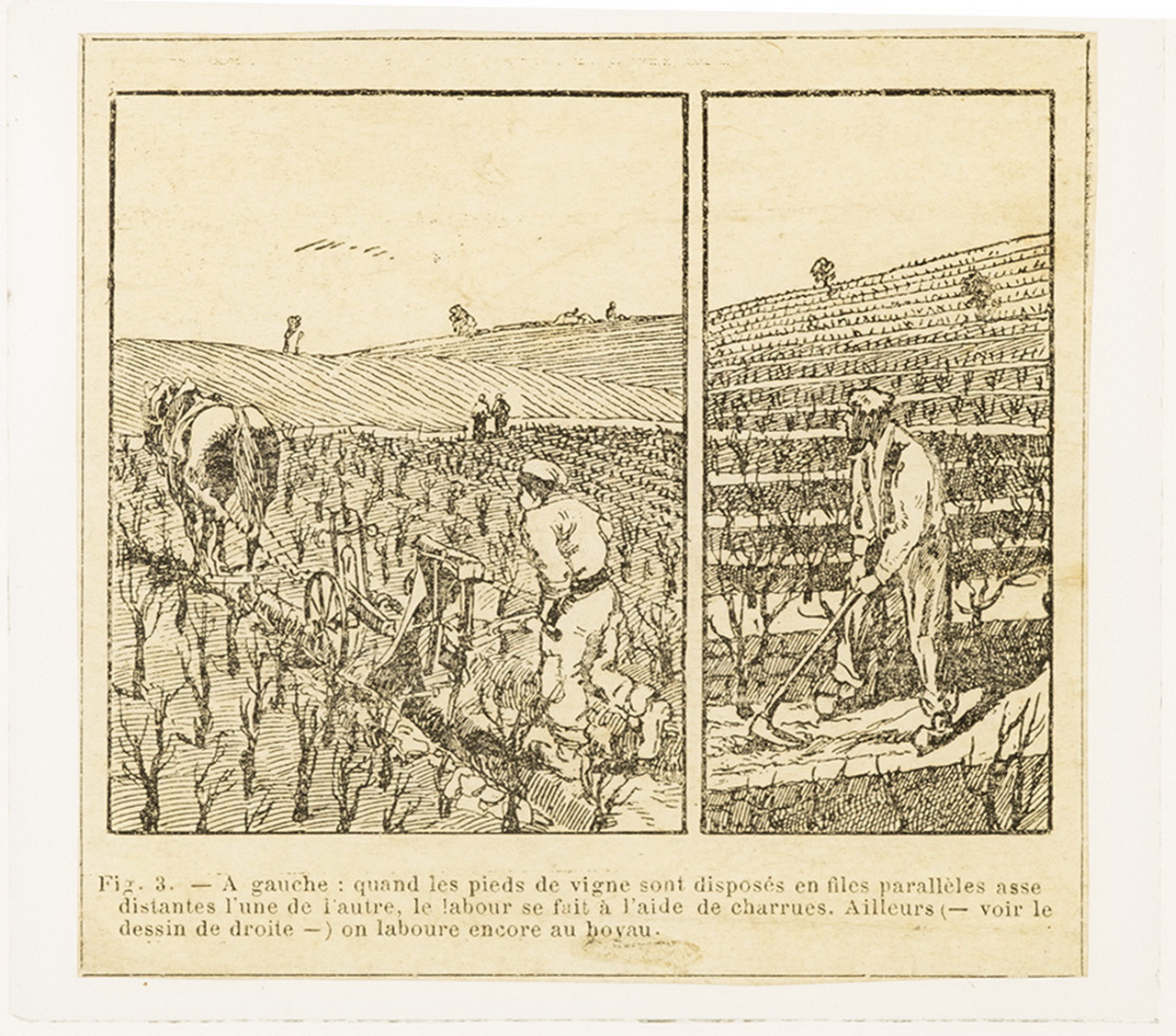 Cattedre ambulanti di agricoltura - Insegnamento - Tavole - Illustrazioni (positivo) di Anonimo (XIX-XX)