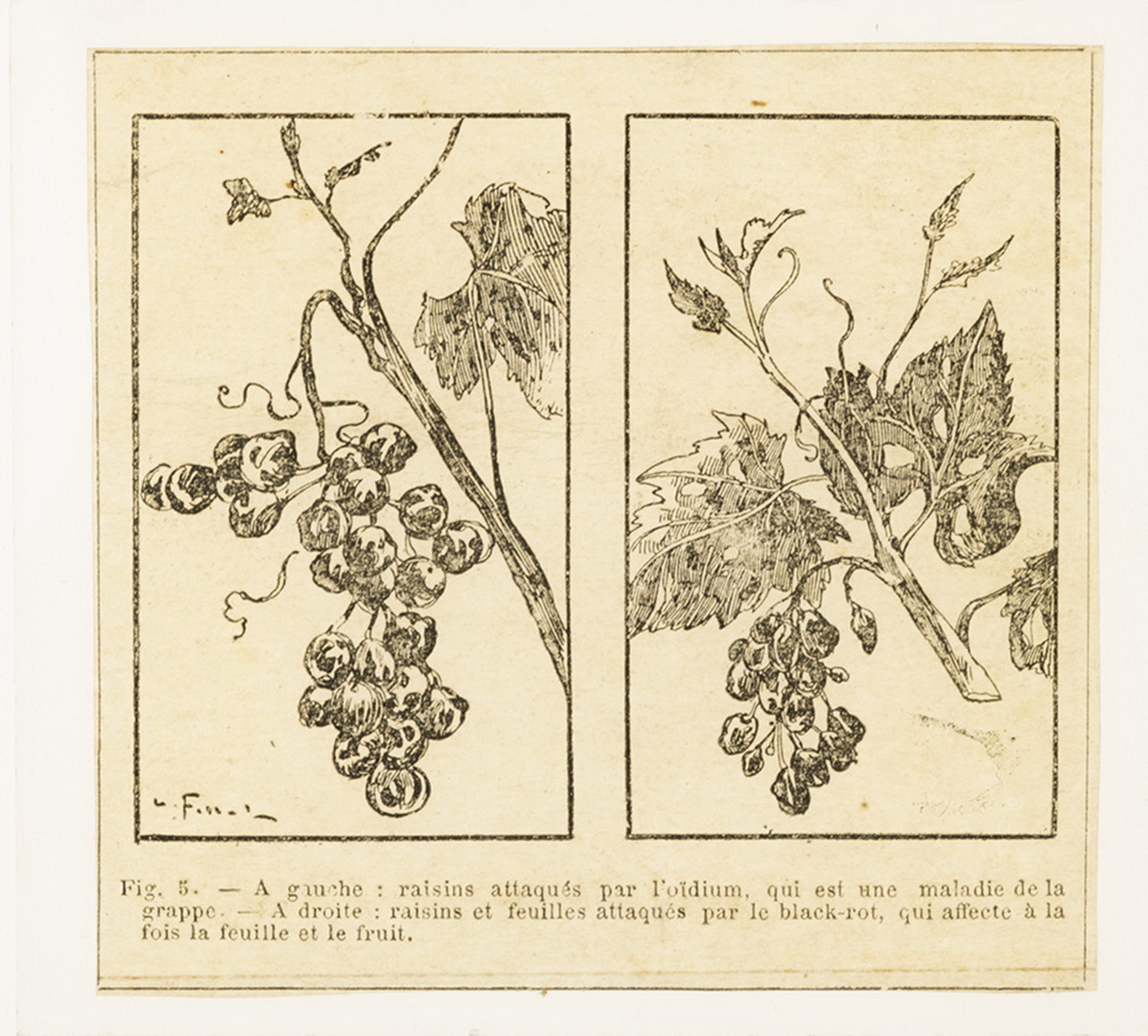 Cattedre ambulanti di agricoltura - Insegnamento - Tavole - Illustrazioni (positivo) di Anonimo (XIX-XX)