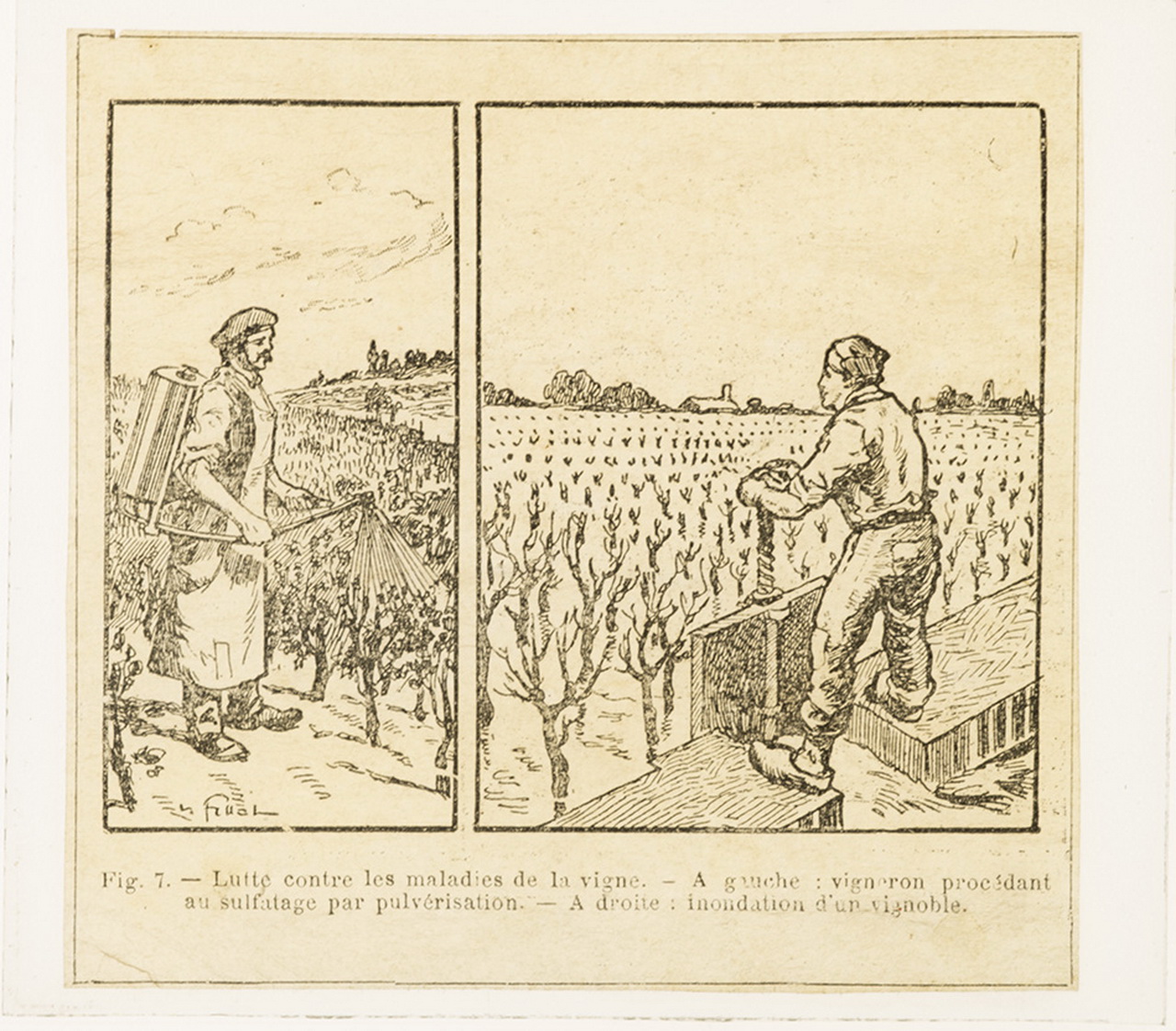 Cattedre ambulanti di agricoltura - Insegnamento - Tavole - Illustrazioni (positivo) di Anonimo (XIX-XX)