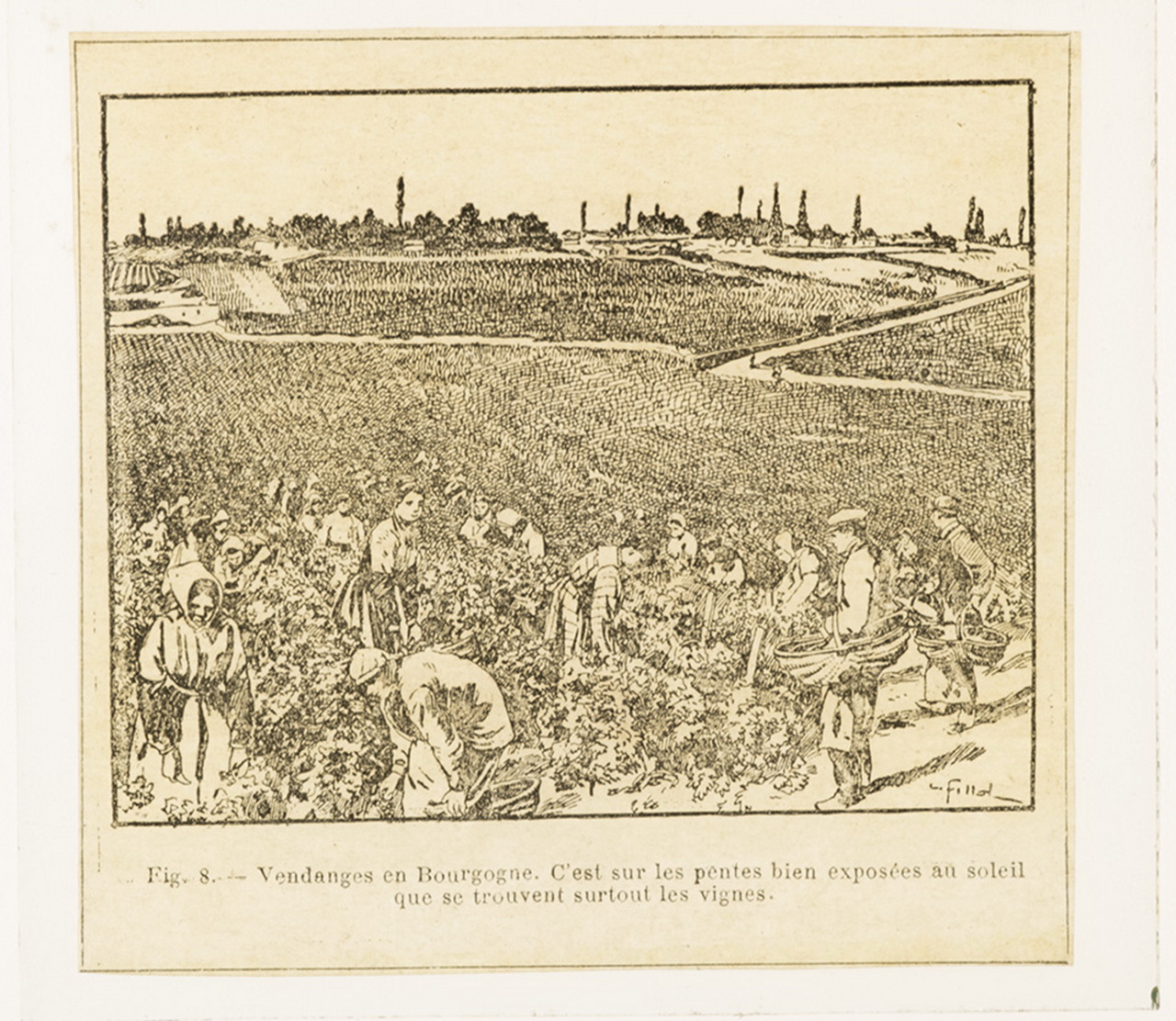 Cattedre ambulanti di agricoltura - Insegnamento - Tavole - Illustrazioni (positivo) di Anonimo (XIX-XX)