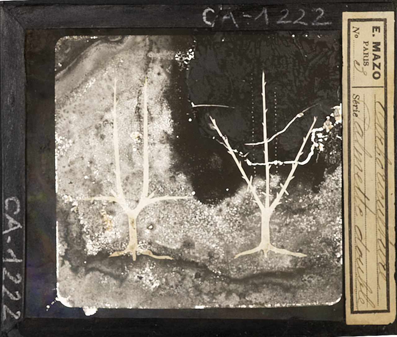 Cattedre ambulanti di agricoltura - Insegnamento - Tavole - Illustrazioni (positivo) di E. Mazo (XIX-XX)