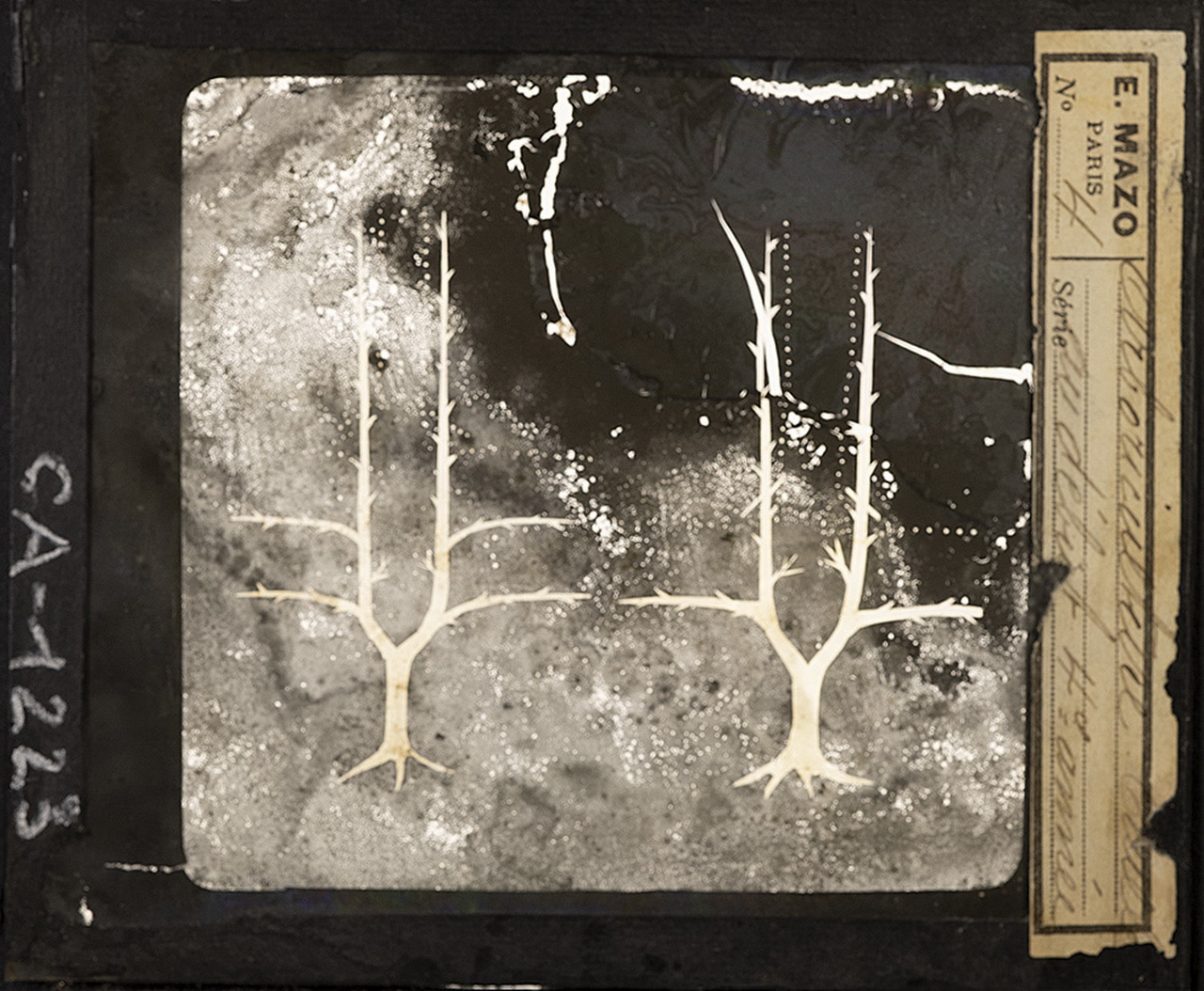 Cattedre ambulanti di agricoltura - Insegnamento - Tavole - Illustrazioni (positivo) di E. Mazo (XIX-XX)