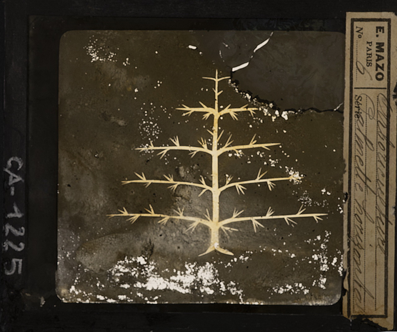 Piante - Fusti - Rami - Palmette orizzontali (positivo) di E. Mazo (XIX-XX)