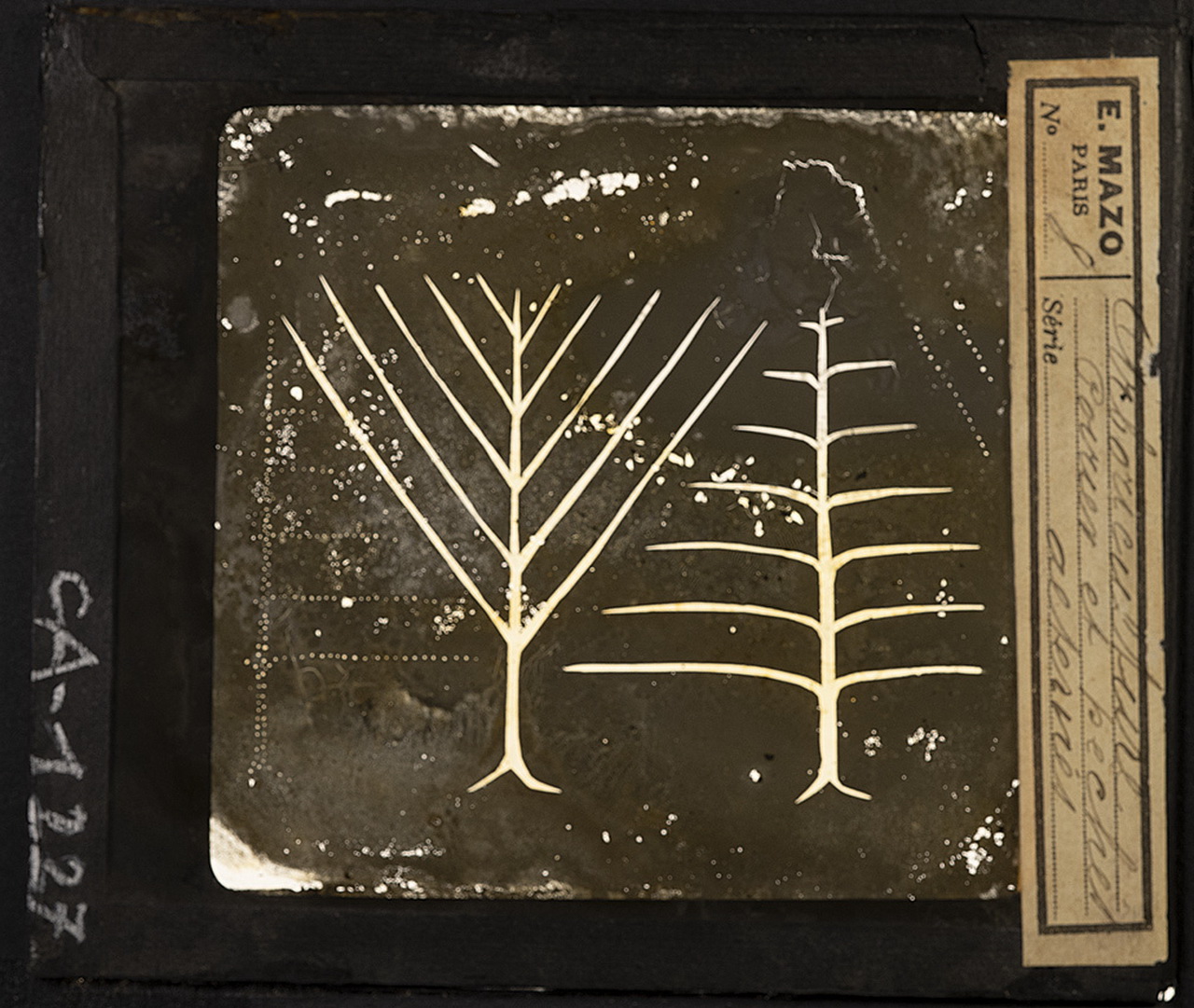 Piante - Fusti - Rami - Palmette a branche oblique - Palmette a branche orizzontali (positivo) di E. Mazo (XIX-XX)