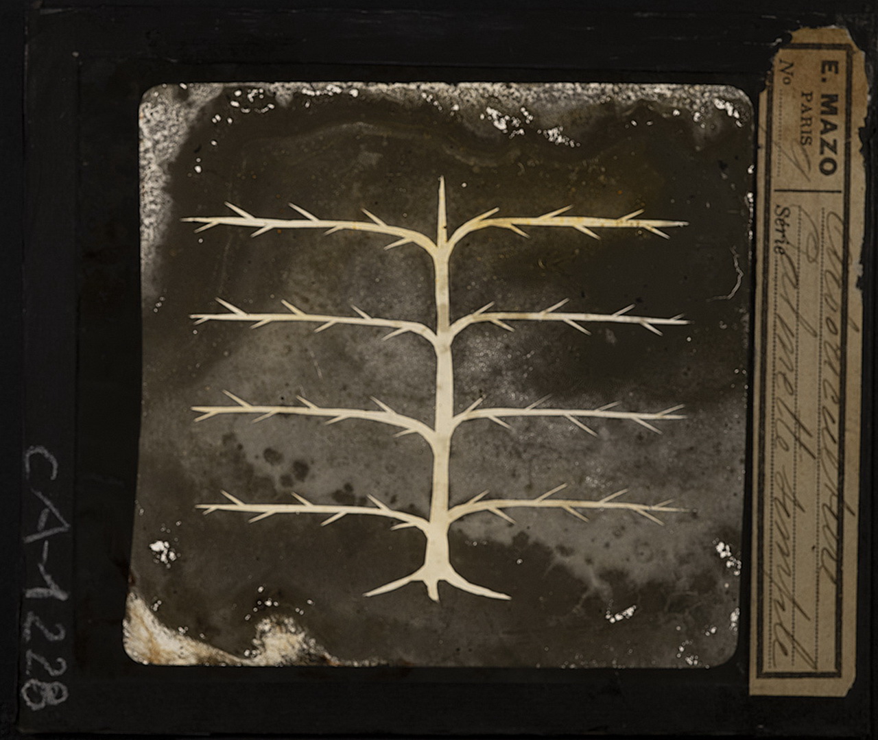 Cattedre ambulanti di agricoltura - Insegnamento - Tavole - Illustrazioni (positivo) di E. Mazo (XIX-XX)