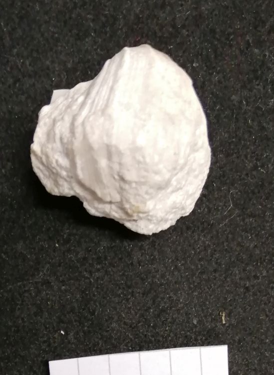 fossile (Mollusco bivalve, esemplare)