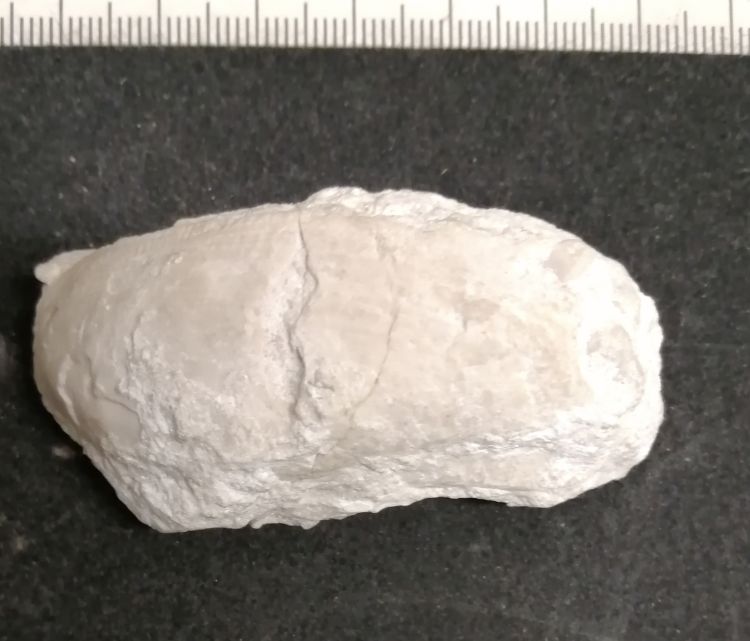 fossile (Mollusco bivalve, esemplare)