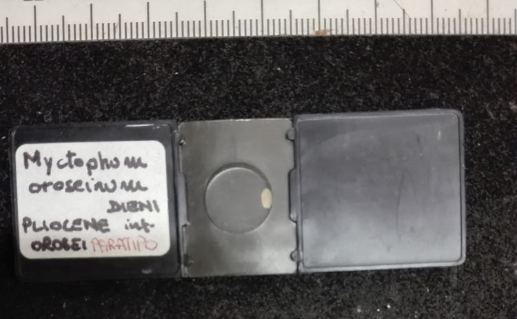 preparato per microscopio (Otoliti di pesci, esemplare)