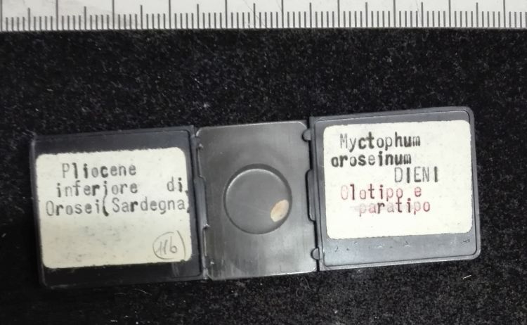 preparato per microscopio (Otoliti di pesci, esemplare)