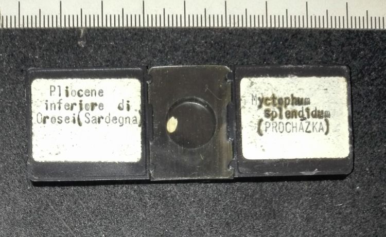 preparato per microscopio (Otoliti di pesci, esemplare)