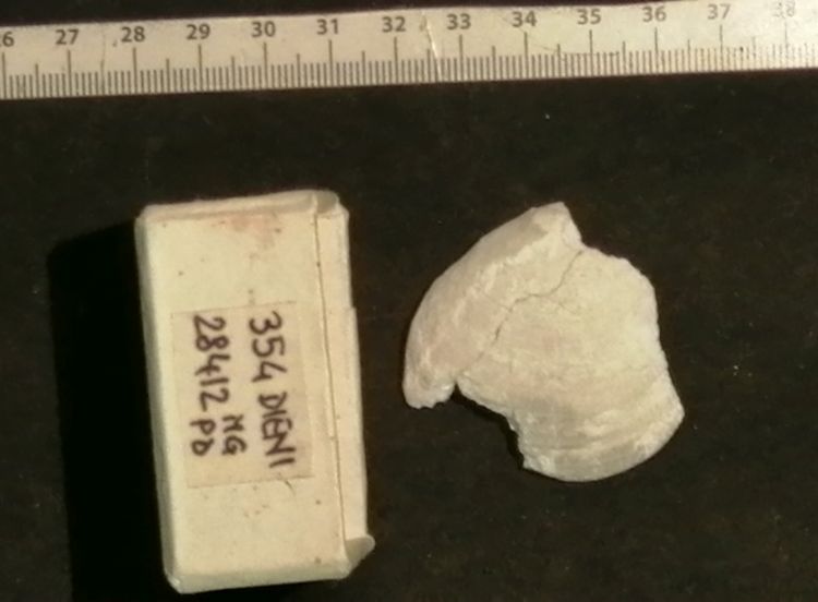 fossile (Mollusco bivalve, esemplare)