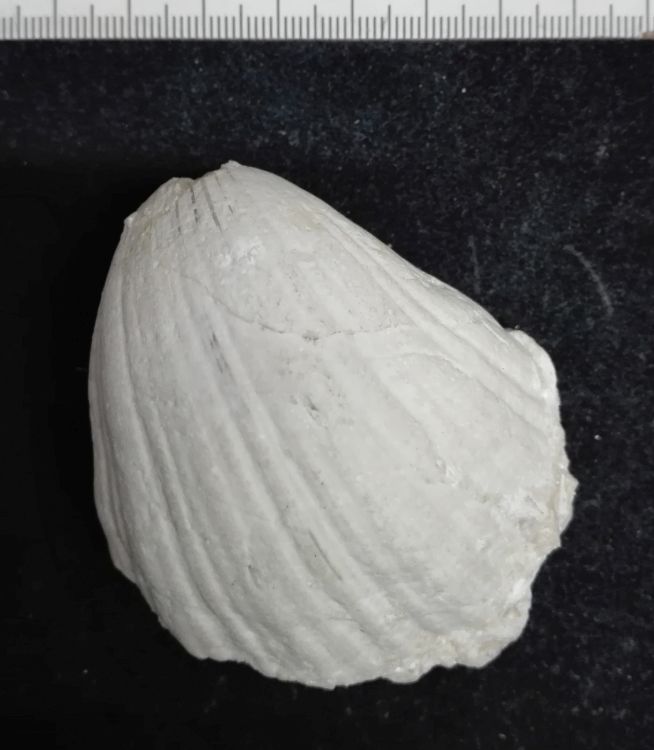 fossile (Mollusco bivalve)
