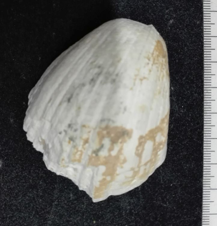 fossile (Mollusco bivalve)