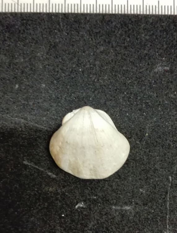 fossile (Mollusco bivalve)