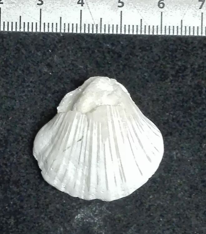 fossile (Mollusco bivalve, esemplare)