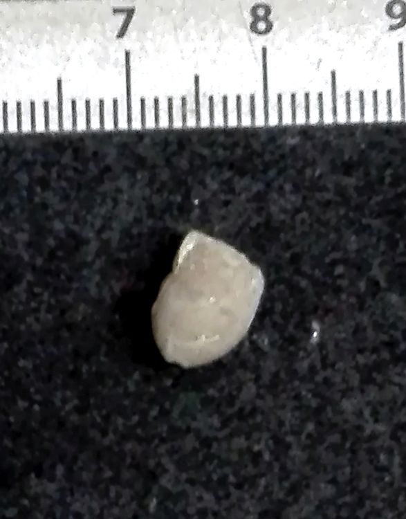 fossile (Mollusco bivalve, esemplare)