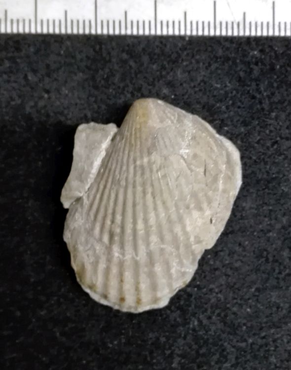 fossile (Mollusco bivalve, esemplare)