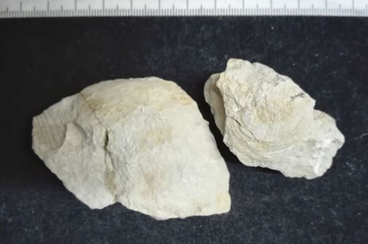 fossile (Mollusco bivalve, serie)