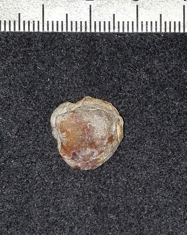 fossile (Mollusco bivalve)