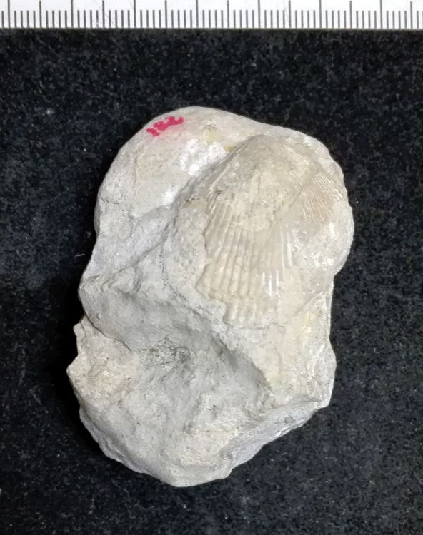 fossile (Mollusco bivalve, esemplare)