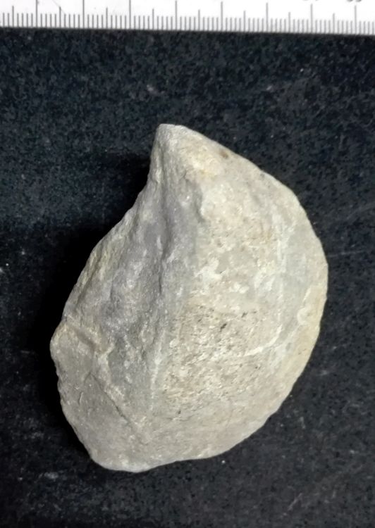 fossile (Mollusco bivalve, esemplare)