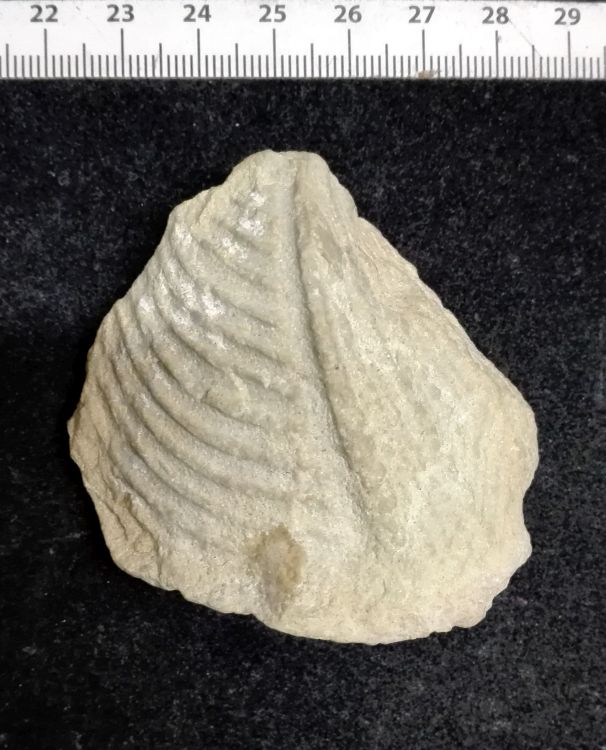 fossile (Mollusco bivalve)