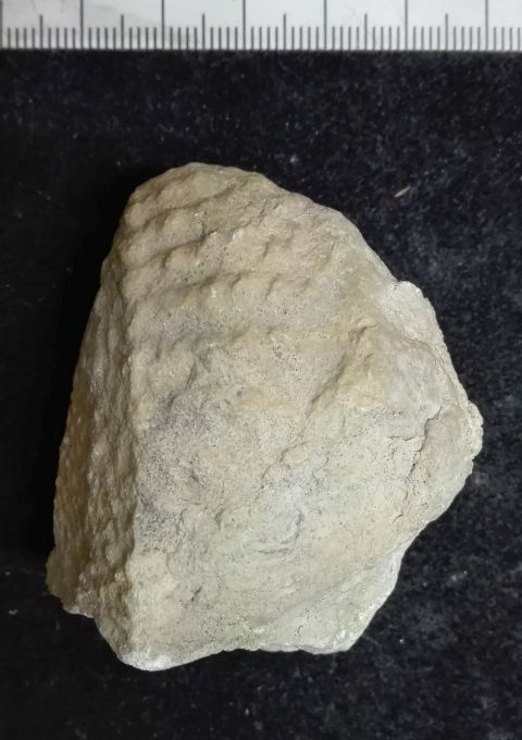 fossile (Mollusco bivalve, esemplare)