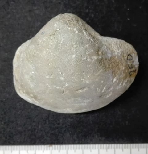 fossile (Mollusco bivalve)