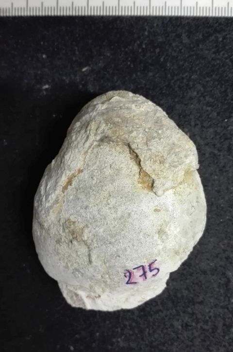 fossile (Mollusco bivalve)