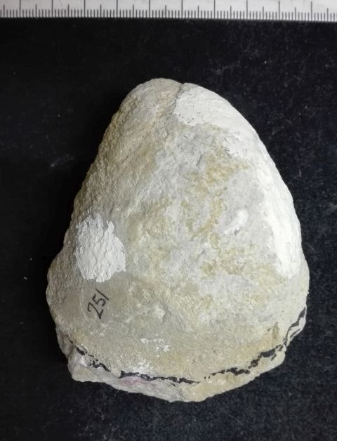 fossile (Mollusco bivalve)