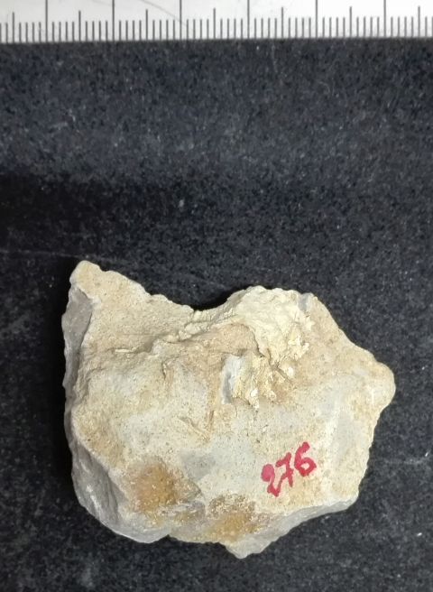 fossile (Mollusco bivalve, esemplare)