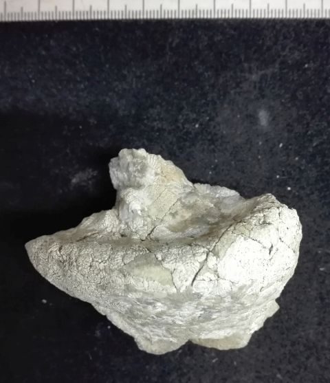 fossile (Mollusco bivalve, esemplare)